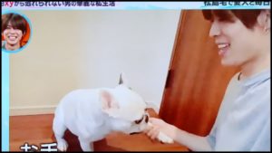 松島聡は犬のビスが好き